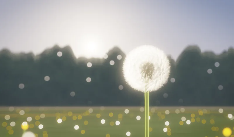 A dandelion clock glows against the low morning sun in a meadow.